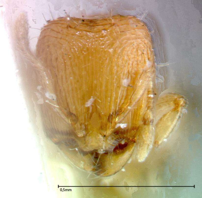 Image of Carebara overbecki