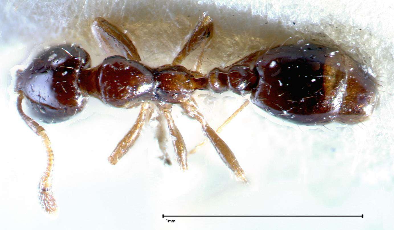 Image of Solenopsis picea Emery 1896