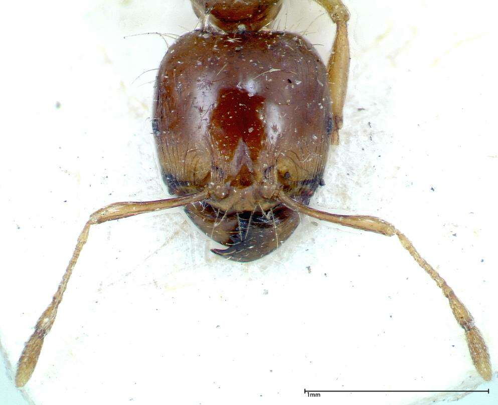 Image of Carebara obscura