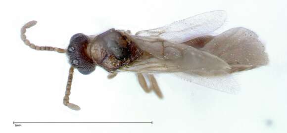 Image of Stereomyrmex horni Emery 1901