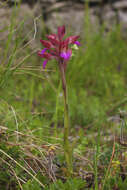 Image of Butterfly orchid