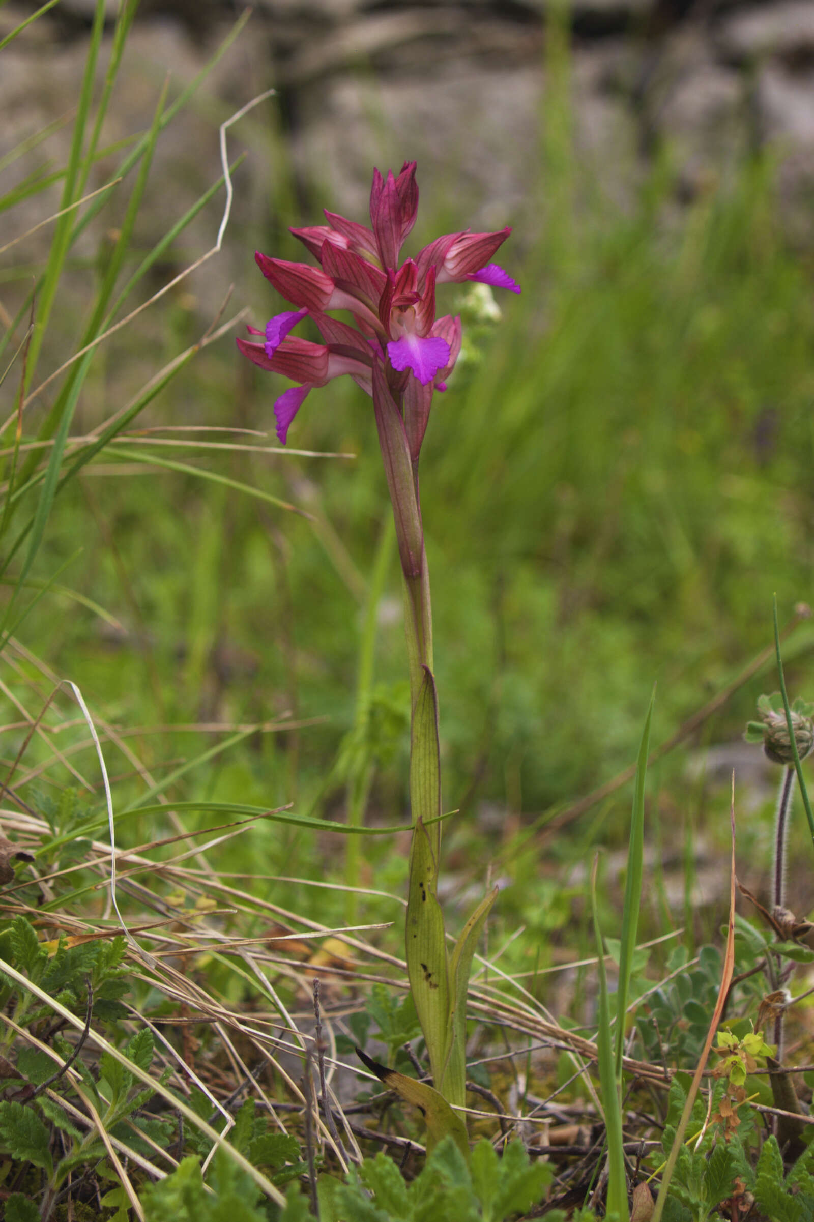 Image of Butterfly orchid