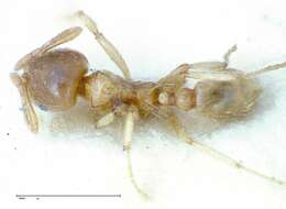 Image of Lophomyrmex taivanae Forel 1912