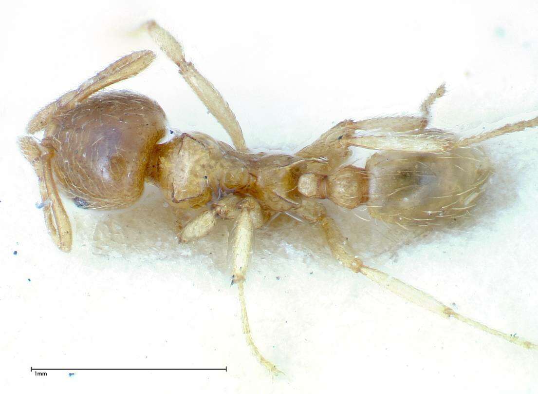 Image of Lophomyrmex taivanae Forel 1912