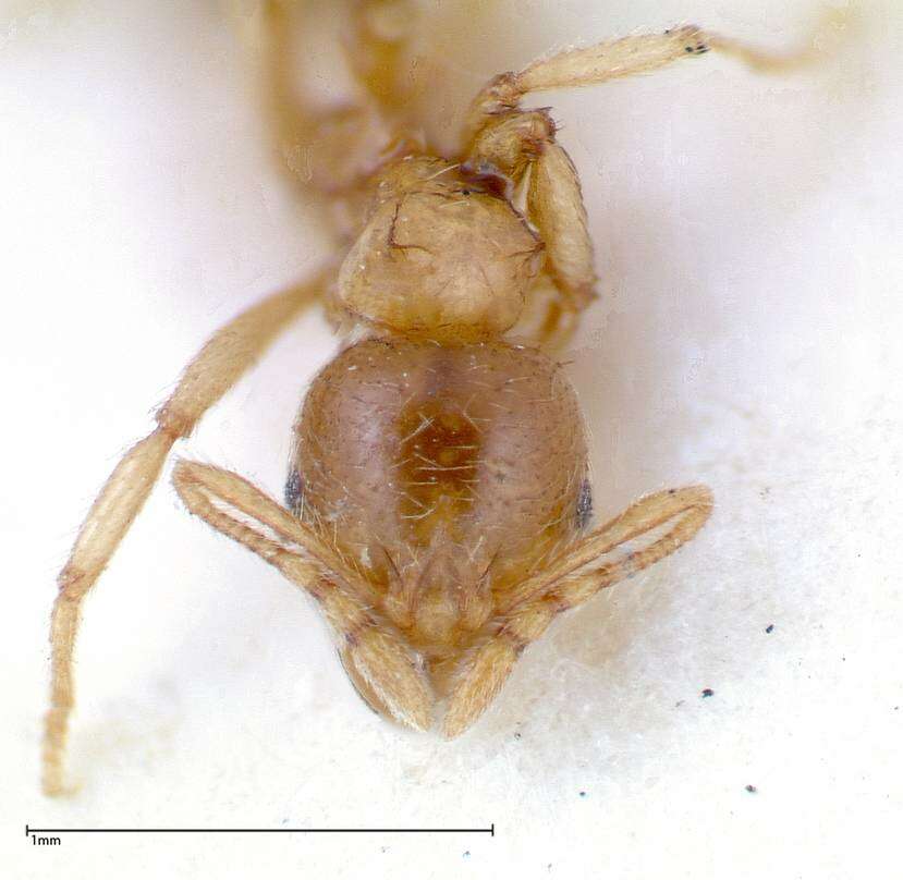 Image of Lophomyrmex taivanae Forel 1912