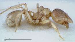 Image of Lophomyrmex taivanae Forel 1912