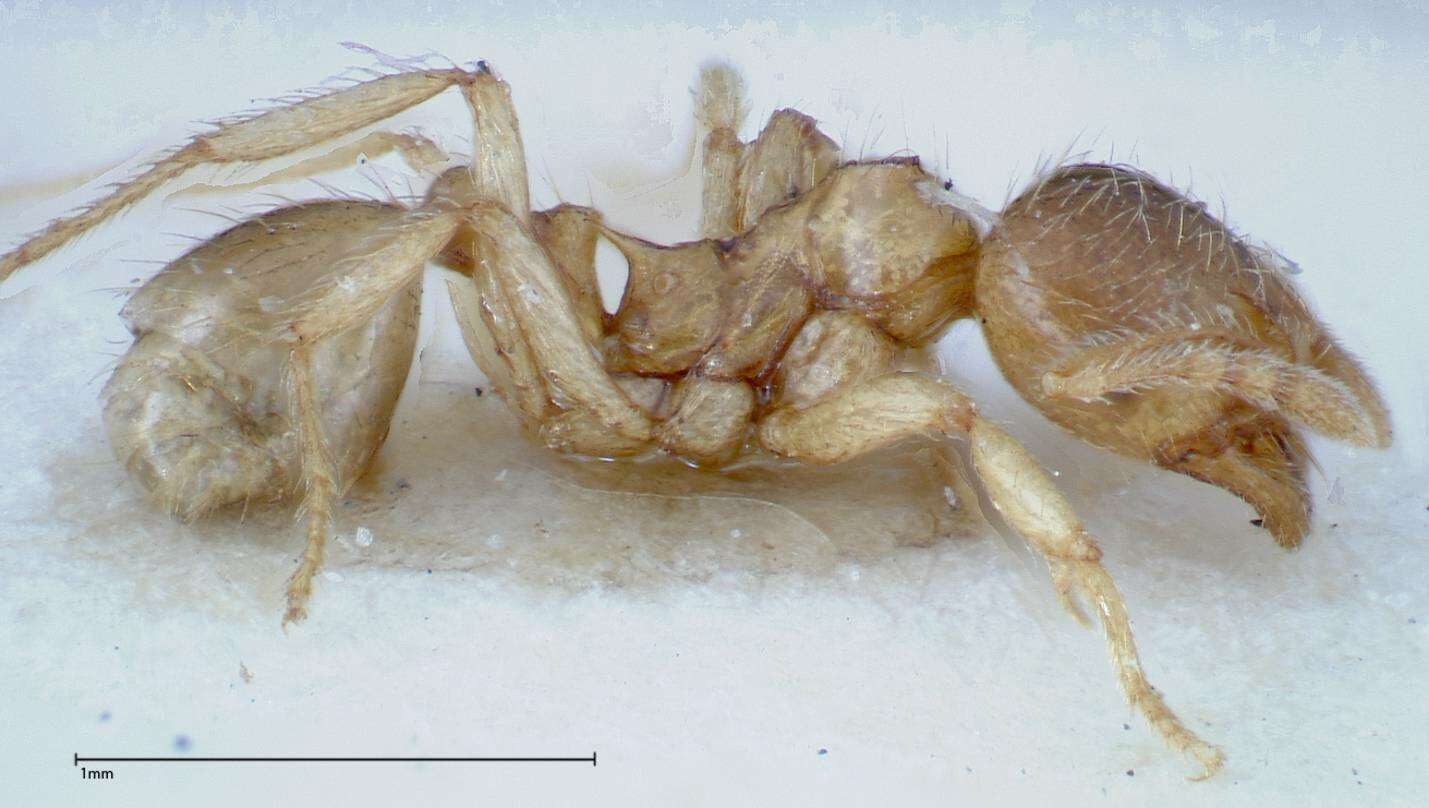 Image of Lophomyrmex taivanae Forel 1912