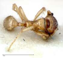 Image of Lophomyrmex taivanae Forel 1912