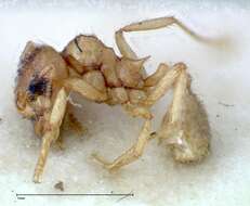 Image of Lophomyrmex taivanae Forel 1912