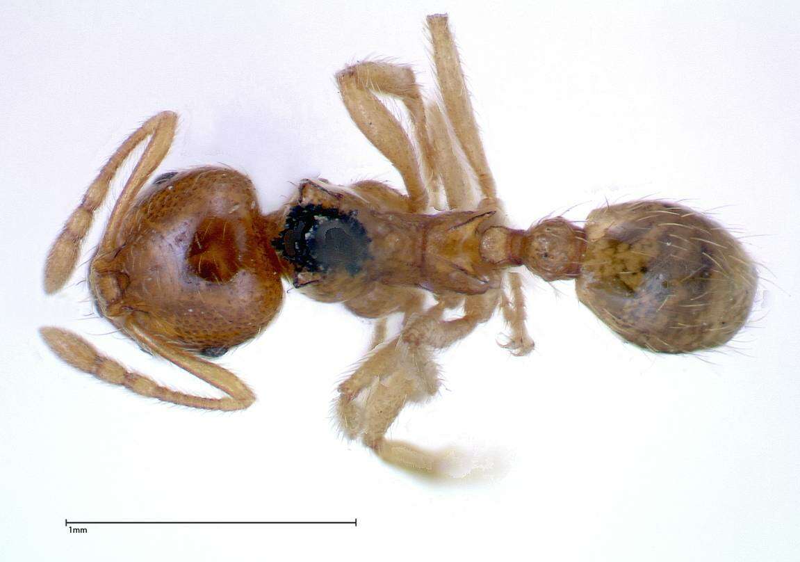 Image of Lophomyrmex taivanae Forel 1912