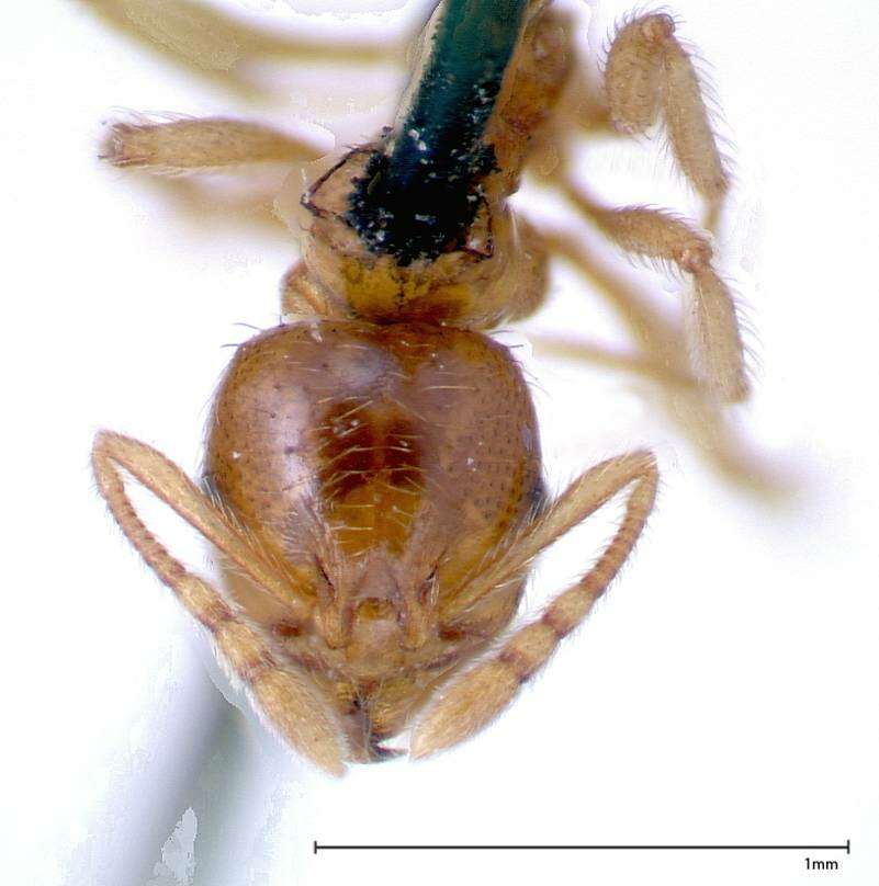 Image of Lophomyrmex taivanae Forel 1912