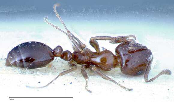 Monomorium sordidum Forel 1902的圖片