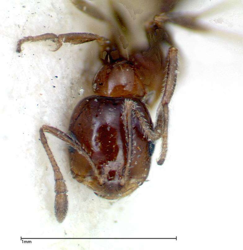 Image of Monomorium sordidum Forel 1902