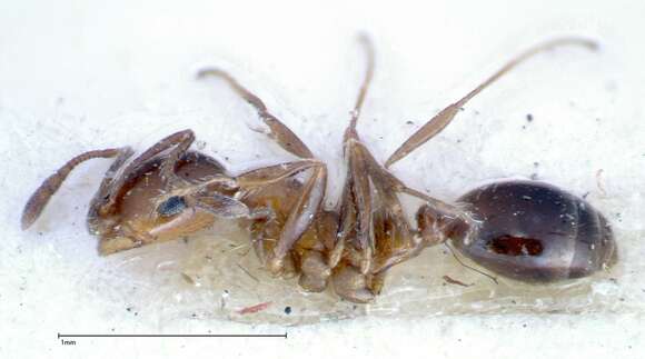 Image of Monomorium sordidum Forel 1902