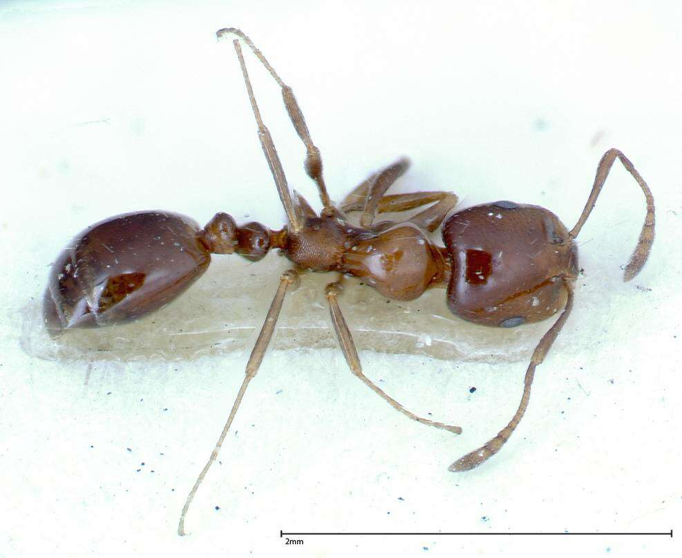 Image of Monomorium sordidum Forel 1902