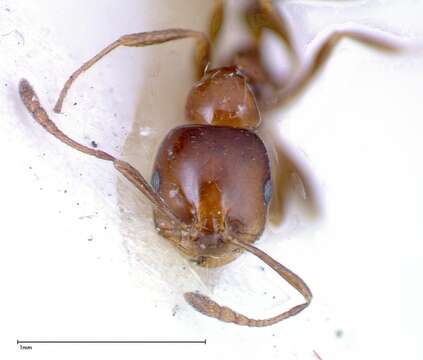 Monomorium sordidum Forel 1902的圖片