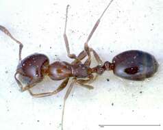 Monomorium sordidum Forel 1902的圖片