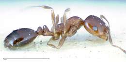 Monomorium sordidum Forel 1902的圖片