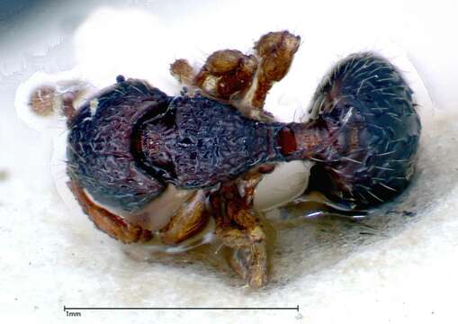 Image of Myrmecina sauteri Forel 1912