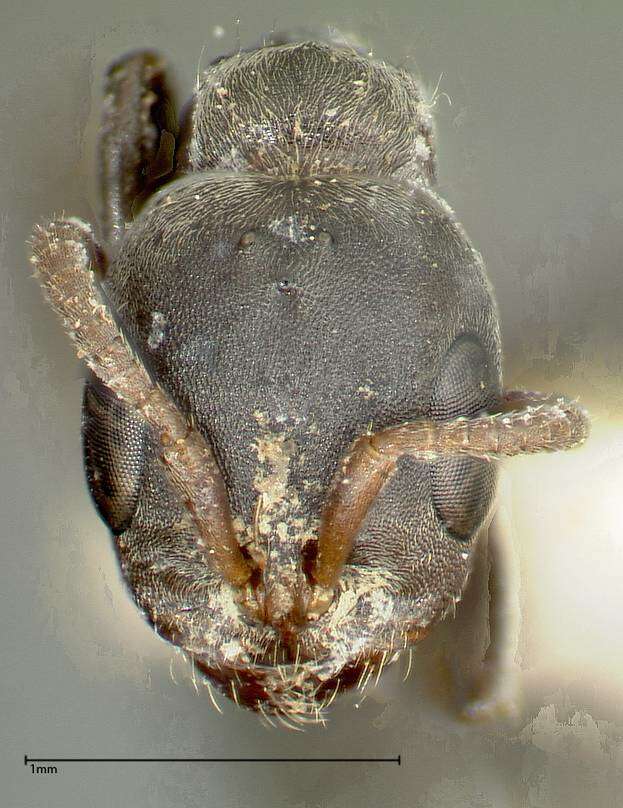 Image of Pseudomyrmex flavicornis (Smith 1877)