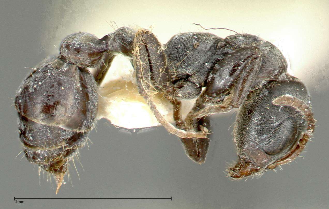 Image of Pseudomyrmex flavicornis (Smith 1877)