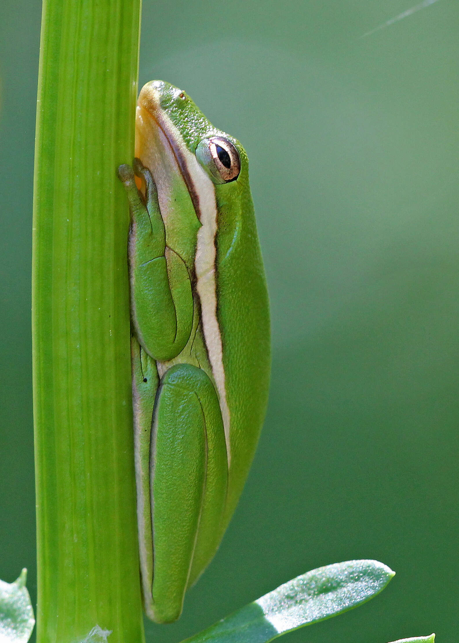 Image of American Green Treefrog