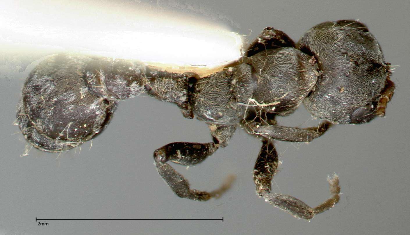 Image of Pseudomyrmex flavicornis (Smith 1877)