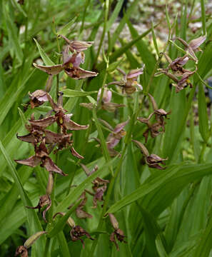 Image of Stream orchid