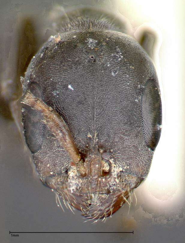 Image of Pseudomyrmex flavicornis (Smith 1877)