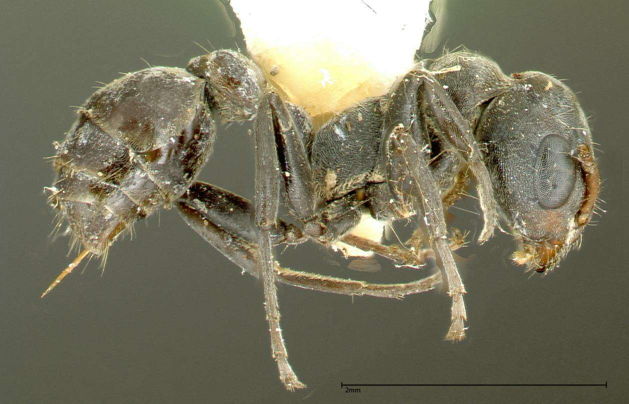 Image of Pseudomyrmex flavicornis (Smith 1877)