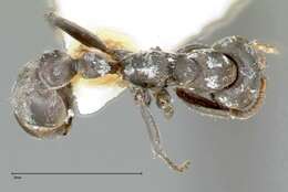 Image of Pseudomyrmex flavicornis (Smith 1877)