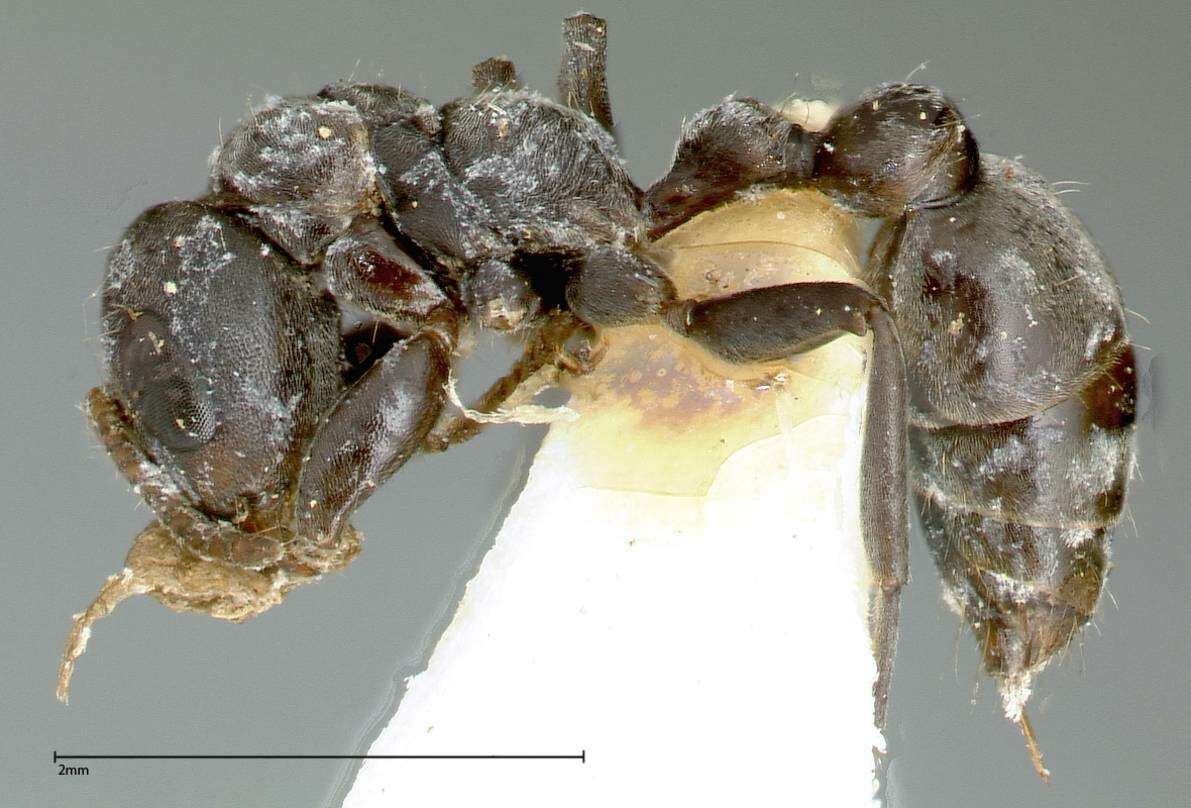 Image of Pseudomyrmex flavicornis (Smith 1877)