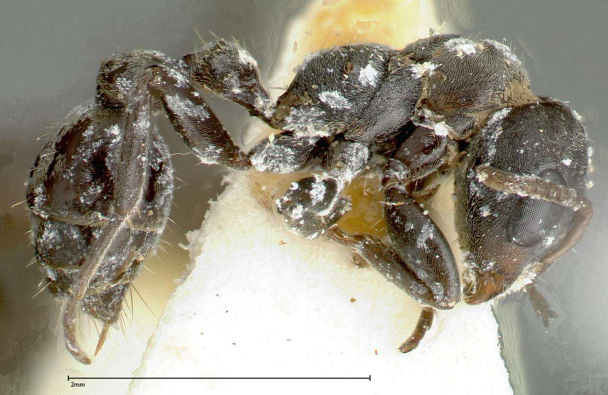 Image of Pseudomyrmex flavicornis (Smith 1877)