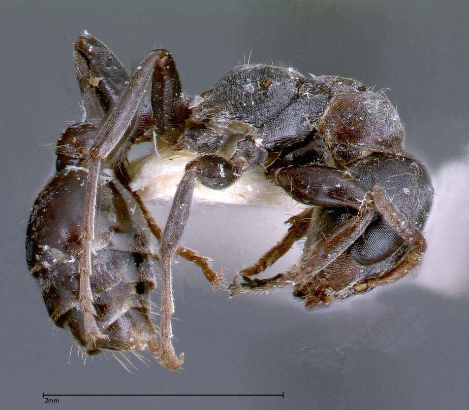 Image of Pseudomyrmex flavicornis (Smith 1877)