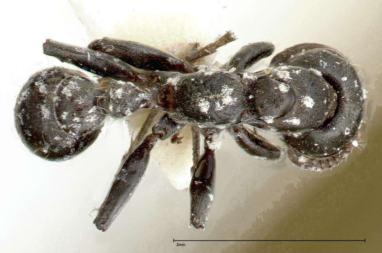 Image of Pseudomyrmex flavicornis (Smith 1877)