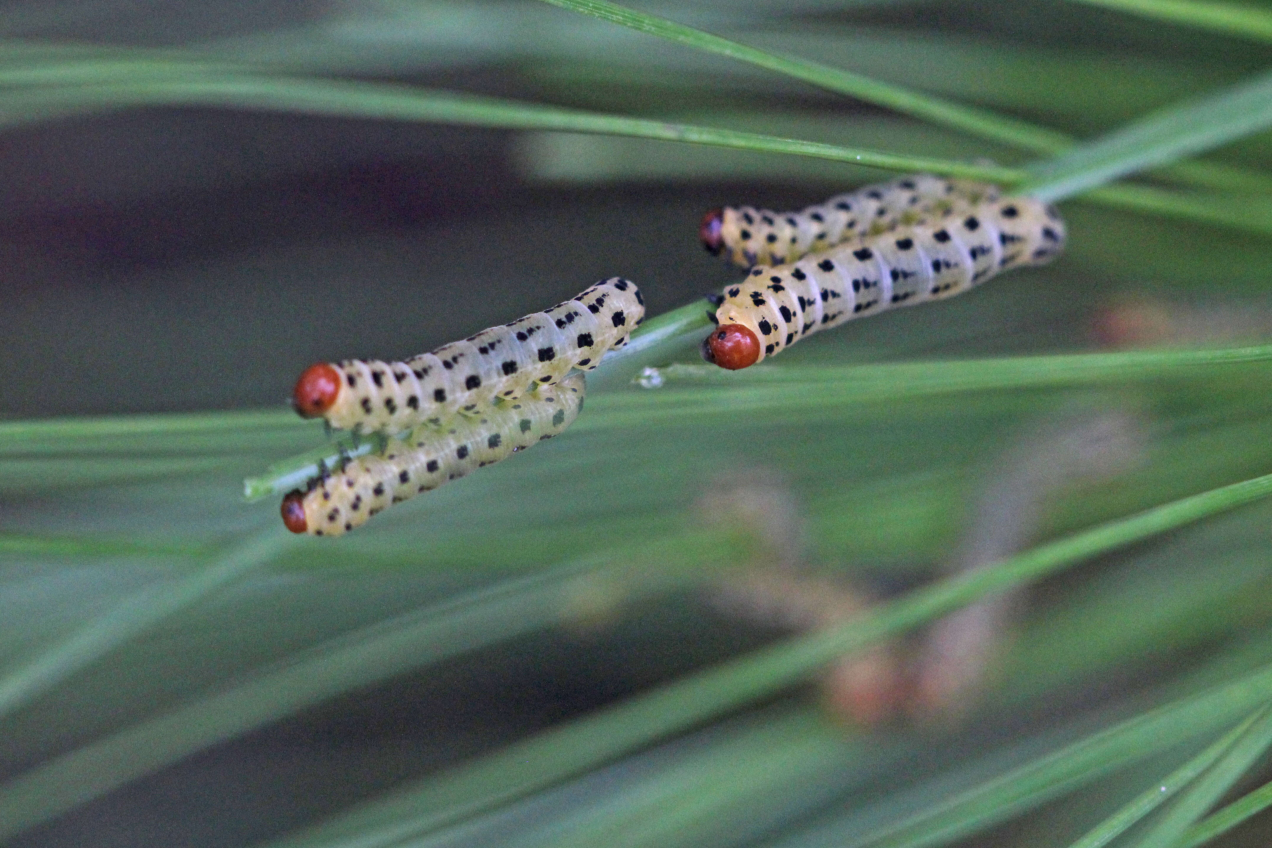 Image of Red-headed Pine Sawfly