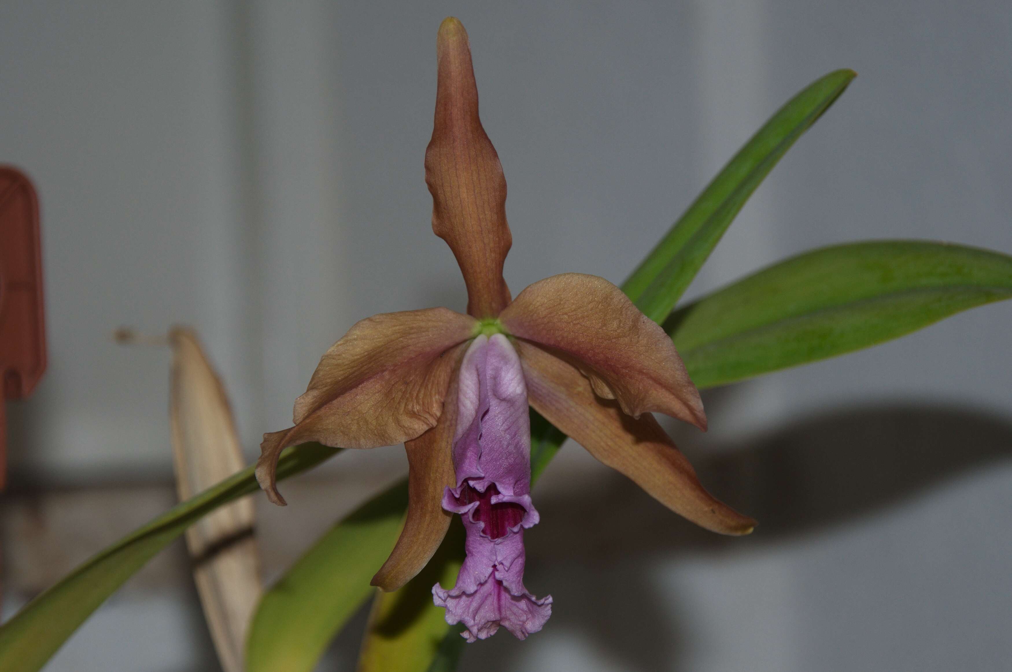 Imagem de Cattleya tenebrosa (Rolfe) A. A. Chadwick