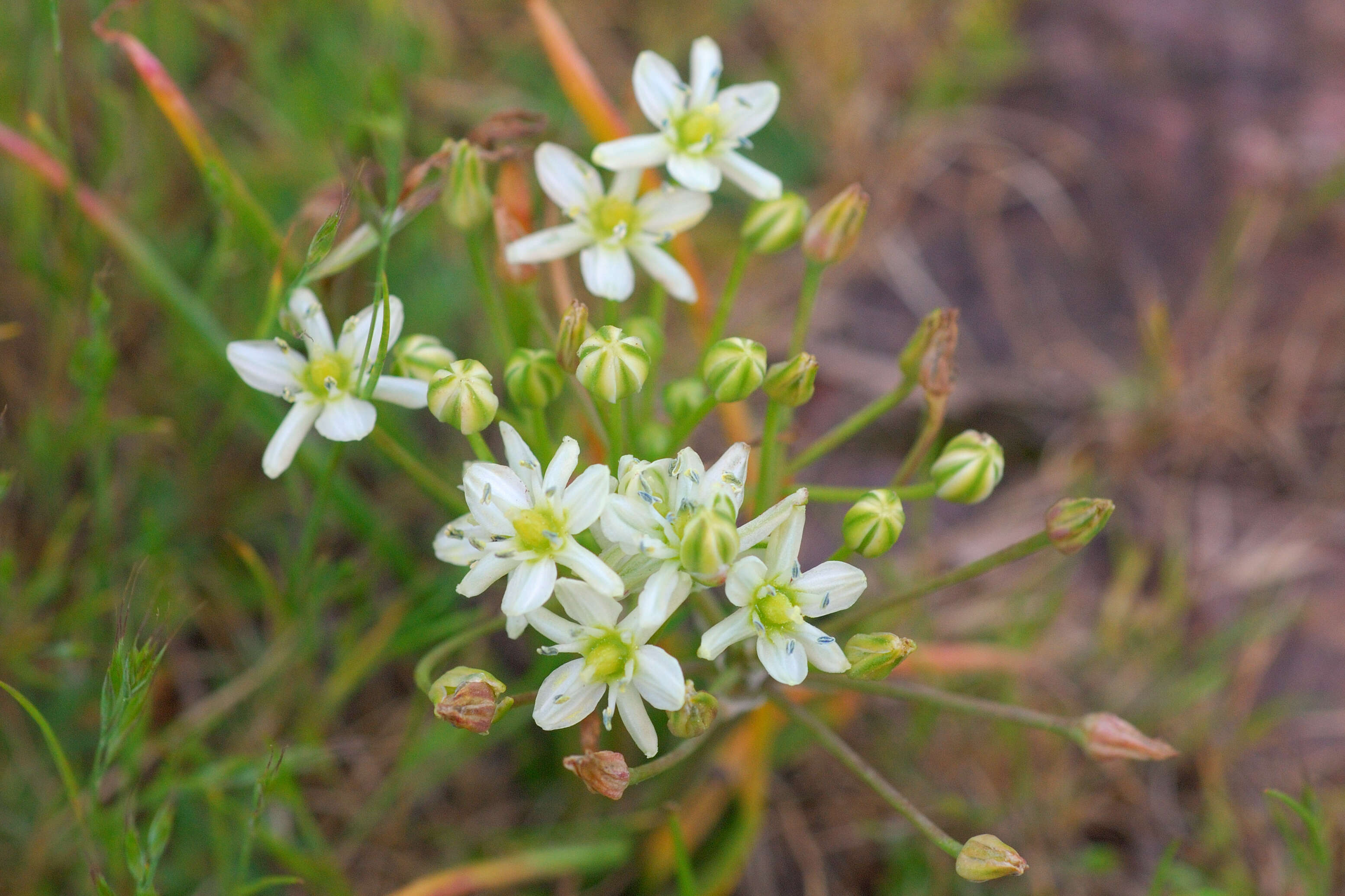 Imagem de Muilla maritima (Torr.) S. Watson ex Benth.