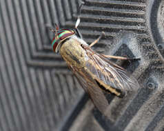 Image of Striped Horse Fly