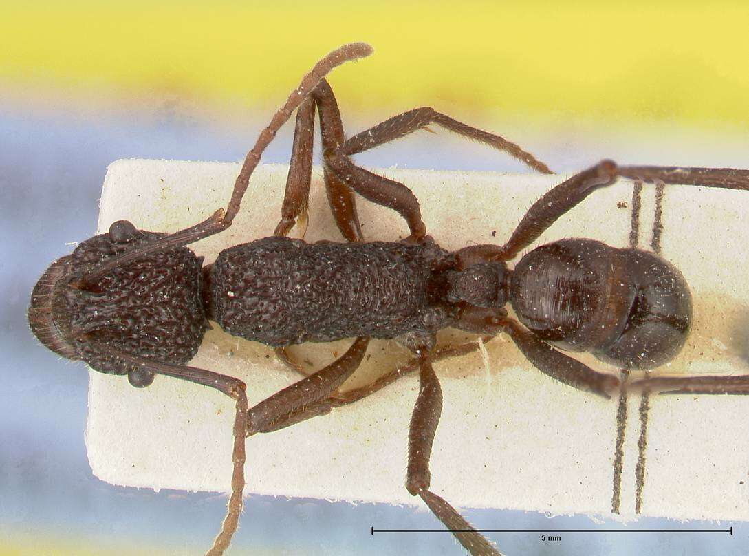 Image de Rhytidoponera strigosa (Emery 1887)