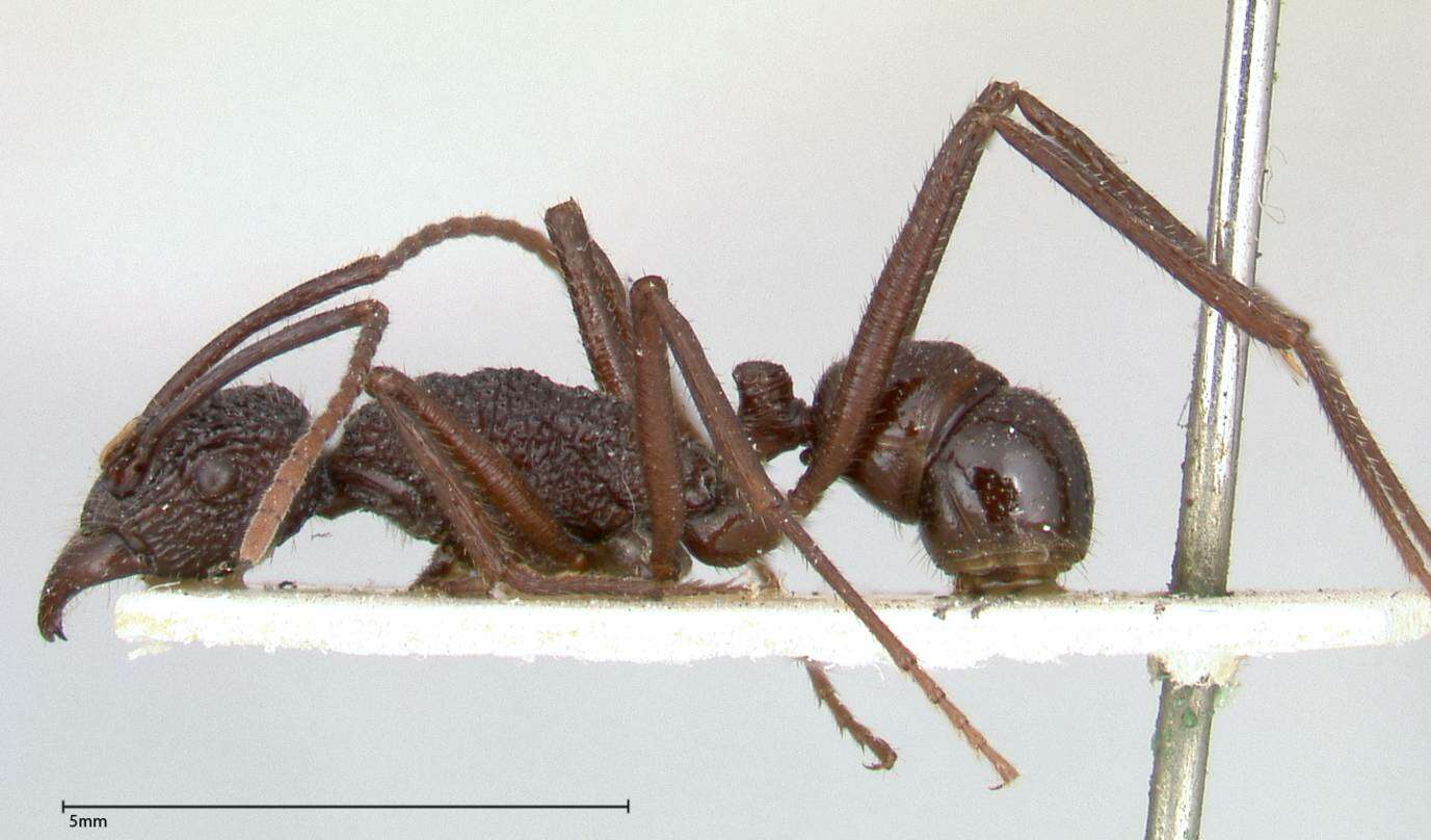 Image de Rhytidoponera strigosa (Emery 1887)