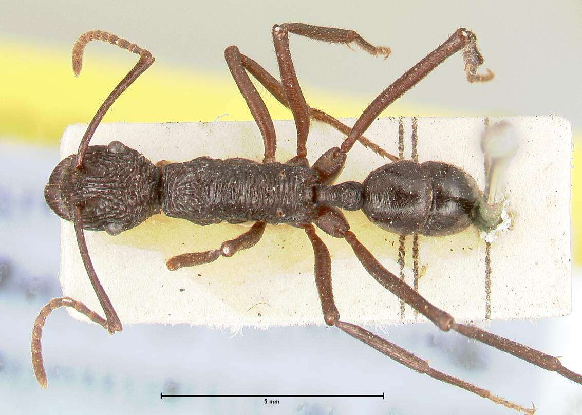 Image of Rhytidoponera abdominalis Viehmeyer 1912