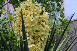 Image of Mojave yucca