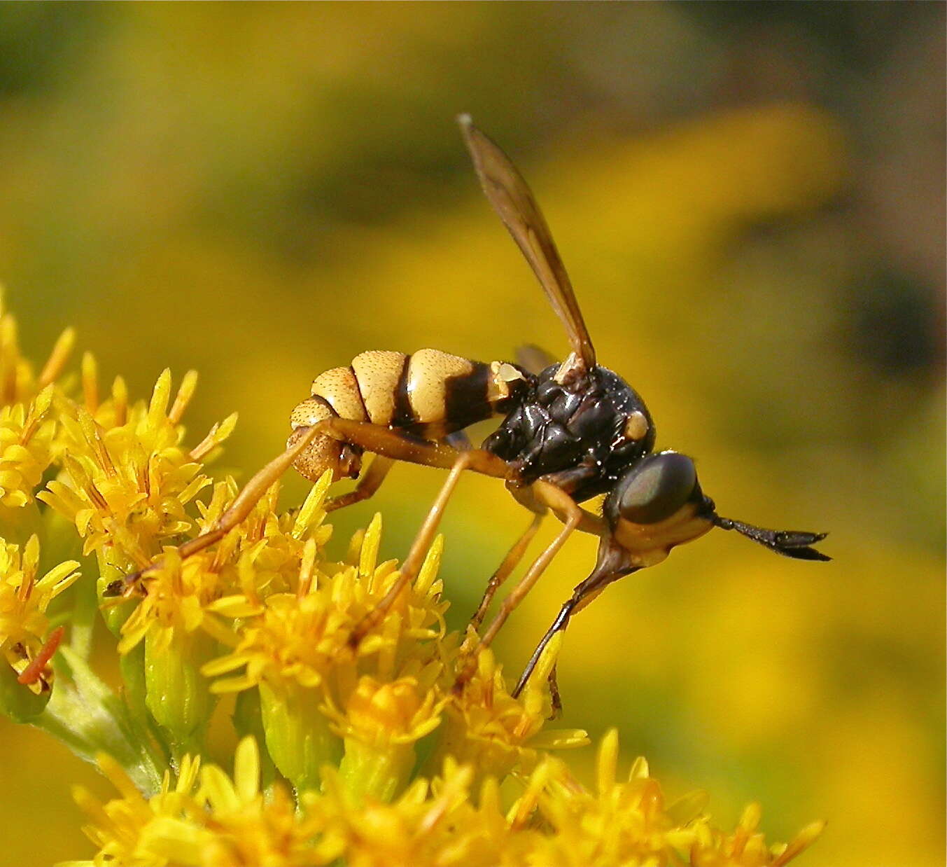 Image of Conops ceriaeformis Meigen 1824