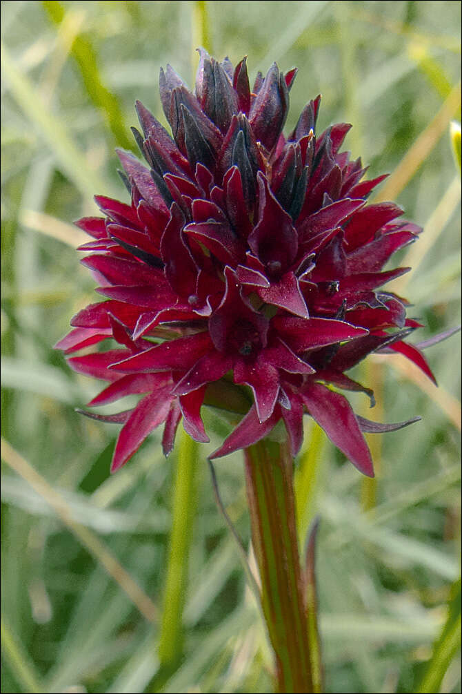 صورة Gymnadenia rhellicani (Teppner & E. Klein) Teppner & E. Klein