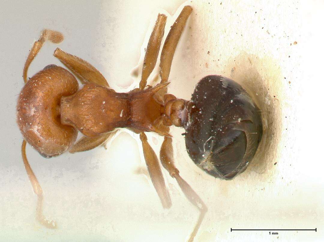 Слика од Crematogaster tricolor