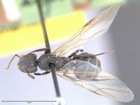 Plancia ëd Camponotus brasiliensis Mayr 1862