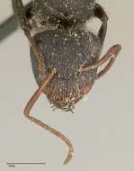 Image of Camponotus brasiliensis Mayr 1862