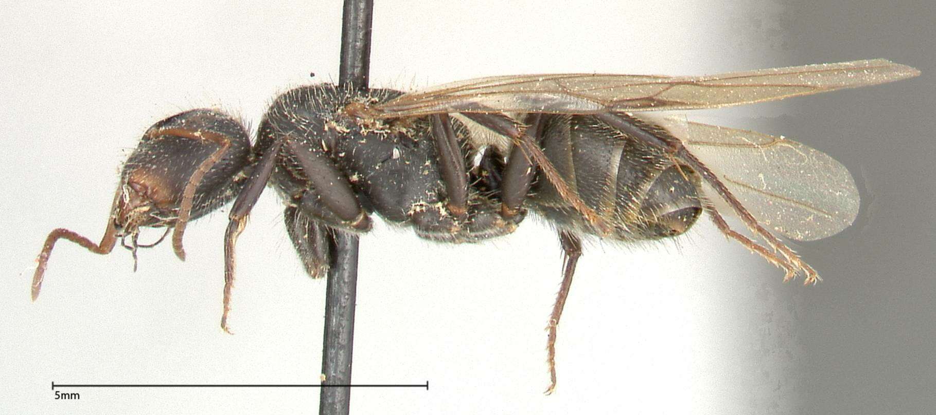 Plancia ëd Camponotus brasiliensis Mayr 1862