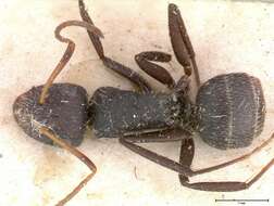 Plancia ëd Camponotus brasiliensis Mayr 1862